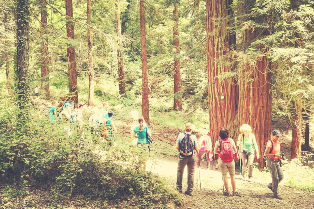 sequoie gemelle