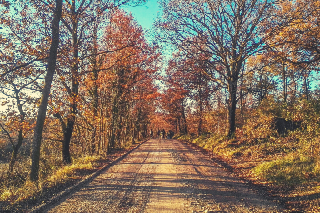 strada bianca autunno